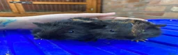 Guinea Pig rodents for sale: Male gunieapigs ready to be reserved  - Advert 2