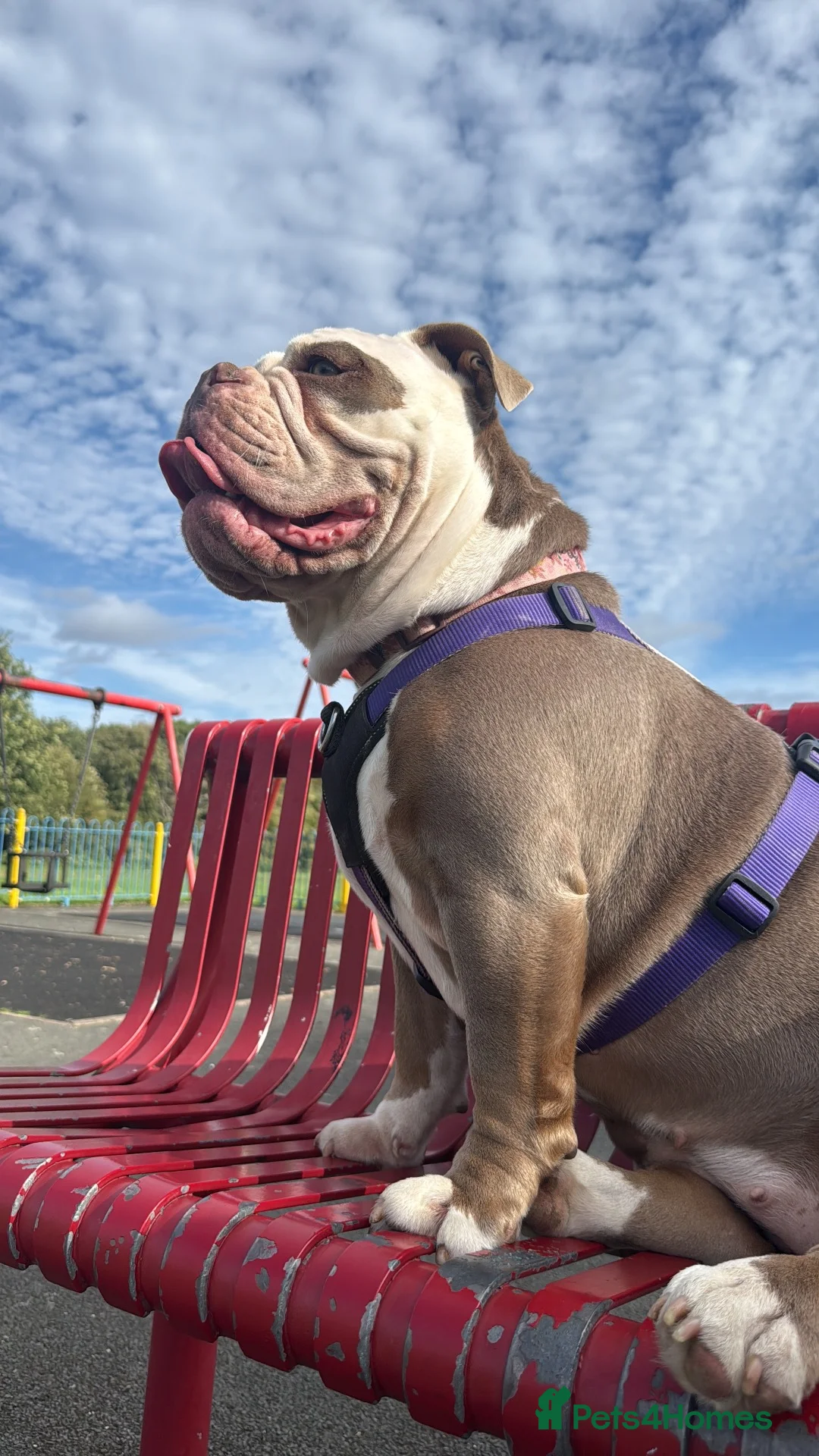 Olde English Bulldogge dogs for sale: 12m old English bulldog female  - Advert 2