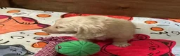 Miniature Dachshund dogs for sale: Outstanding mini cream longhaired dachshund pup  - Advert 5