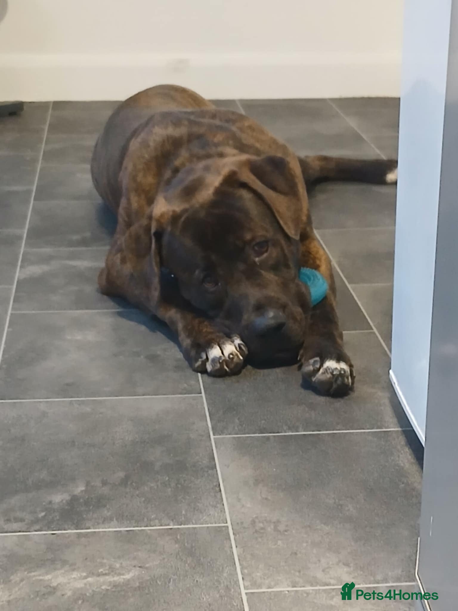 Presa Canario dogs 9-Month-Old Presa Canario Puppy - Advert 1