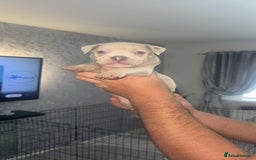 Mixed Breed dogs for sale: Staff x pocket bully pups - Image 7