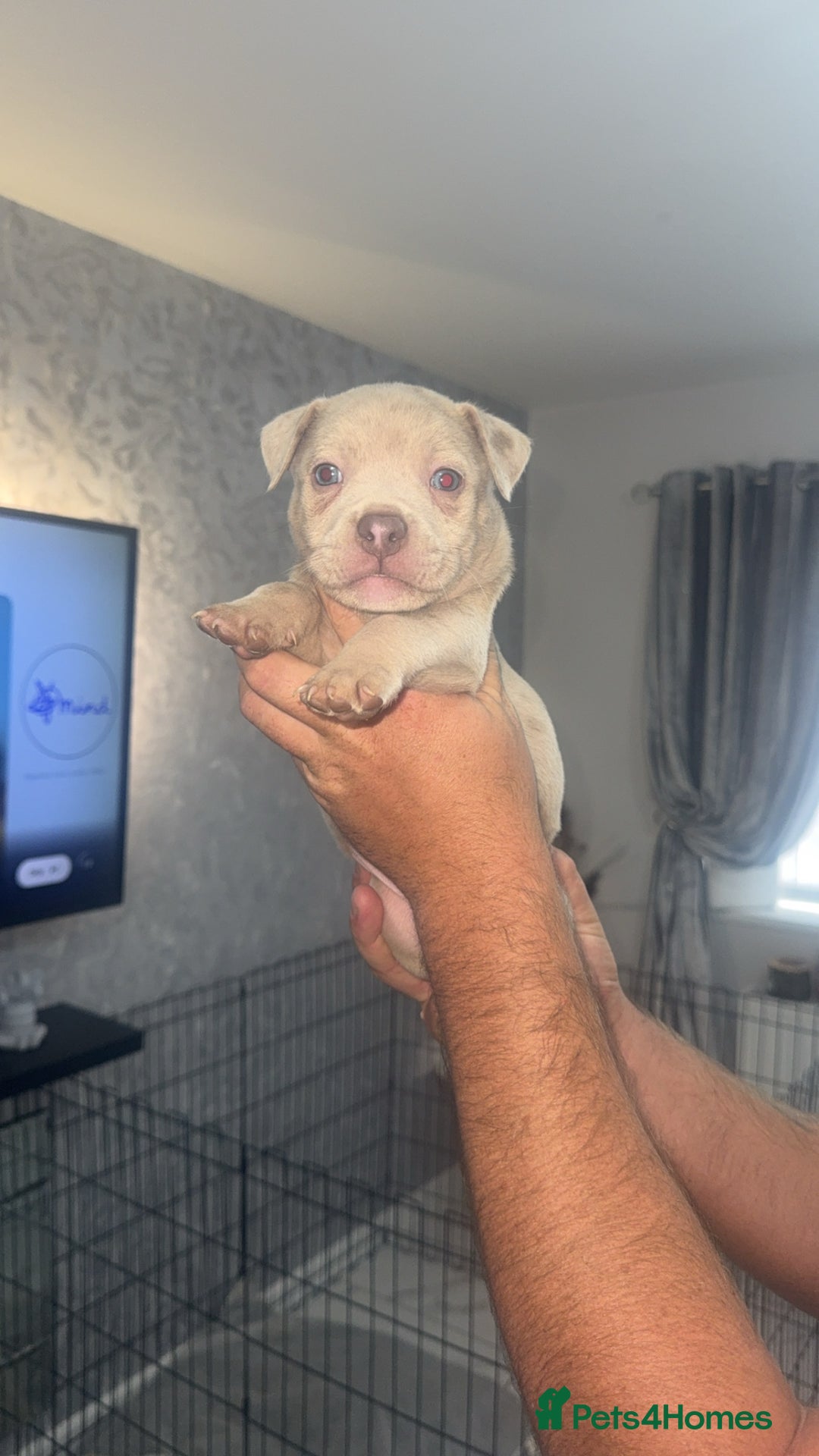 Mixed Breed dogs for sale: Staff x pocket bully pups - Image 7