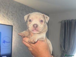 Mixed Breed dogs - Advert 6