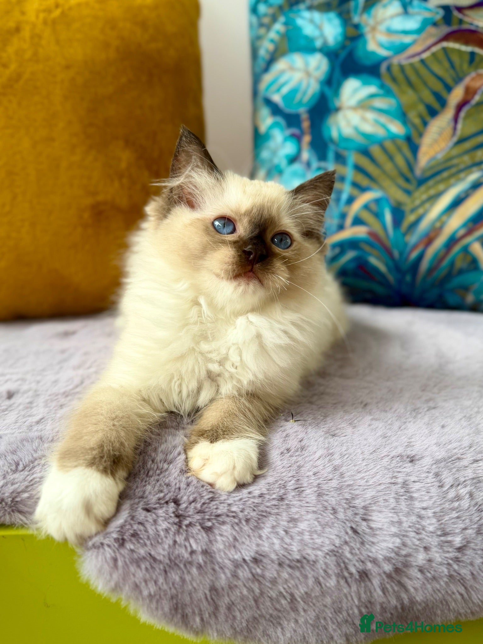 Ragdoll cats TICA registered cherubim and ragdoll kittens - Advert 2