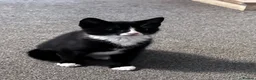 Domestic Shorthair cats for sale: 11 week old male kitten - Advert 4