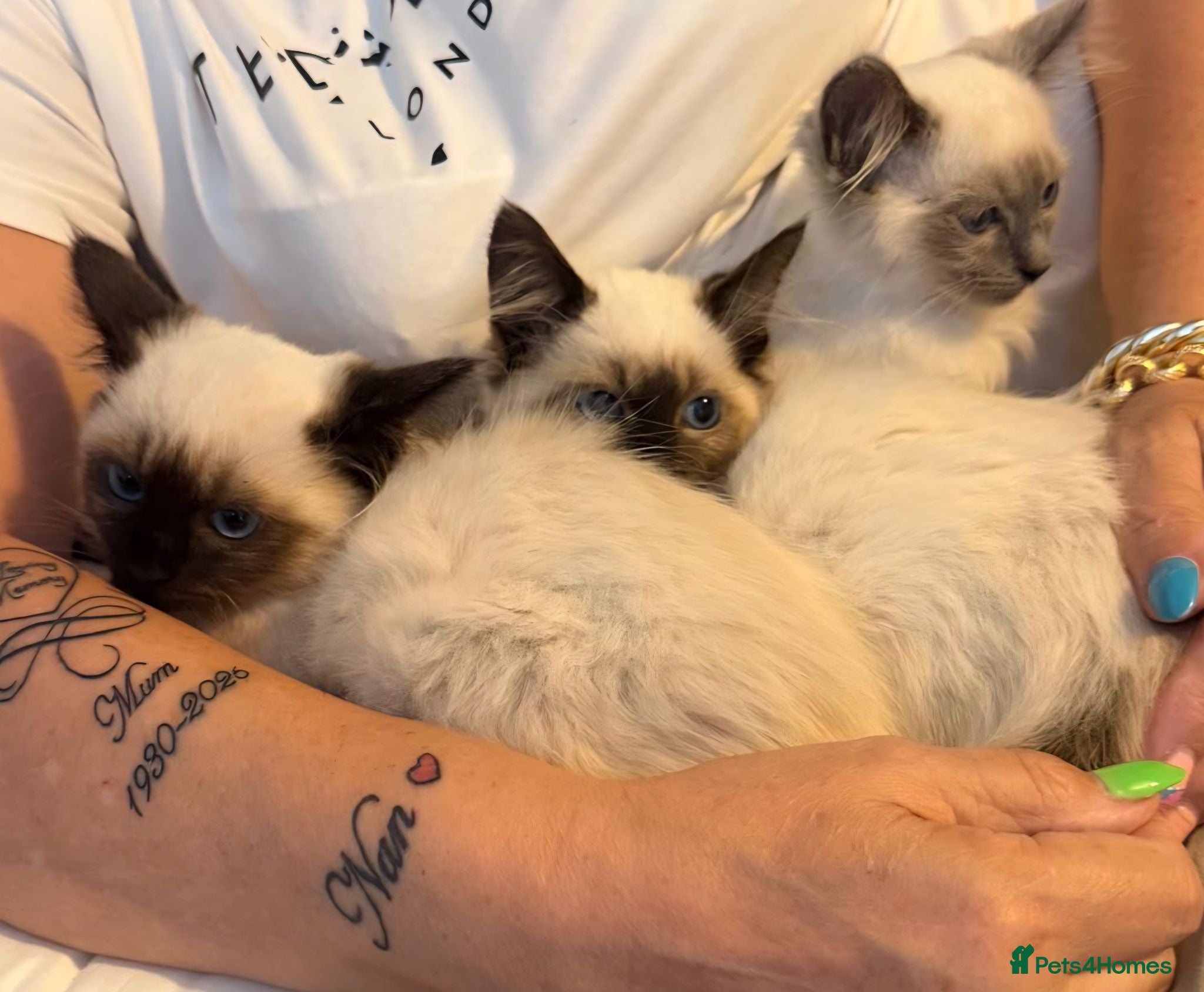 Ragdoll cats Ragdoll kittens toilet trained flead and wormed  - Advert 3