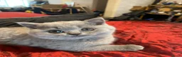 British Shorthair cats for sale:     “Beautiful British Shorthair Kittens” - Advert 11