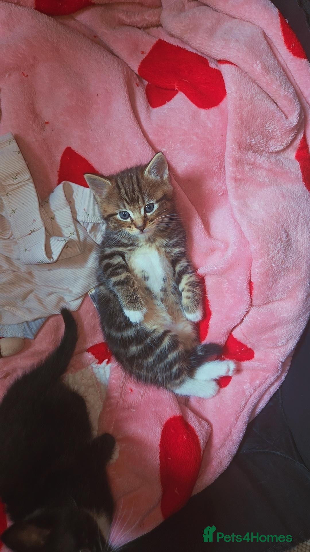 Mixed Breed cats Mixed fluffy kittens  - Advert 6