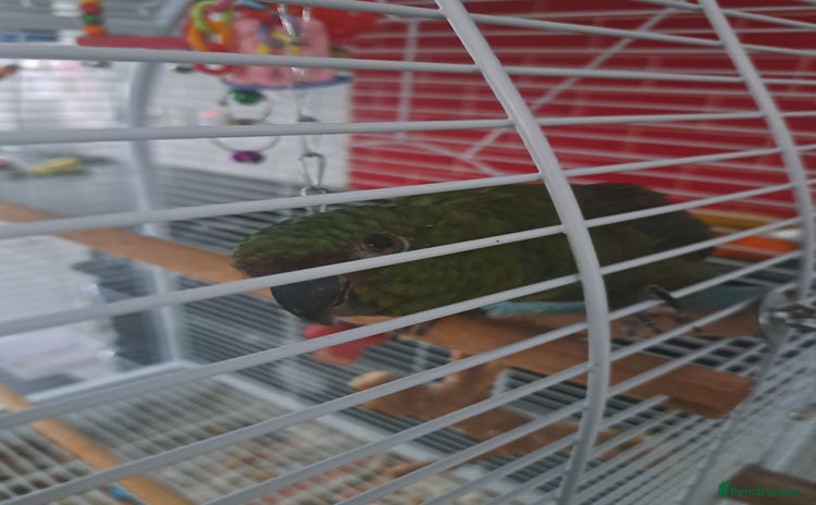 Conures birds - Advert 13