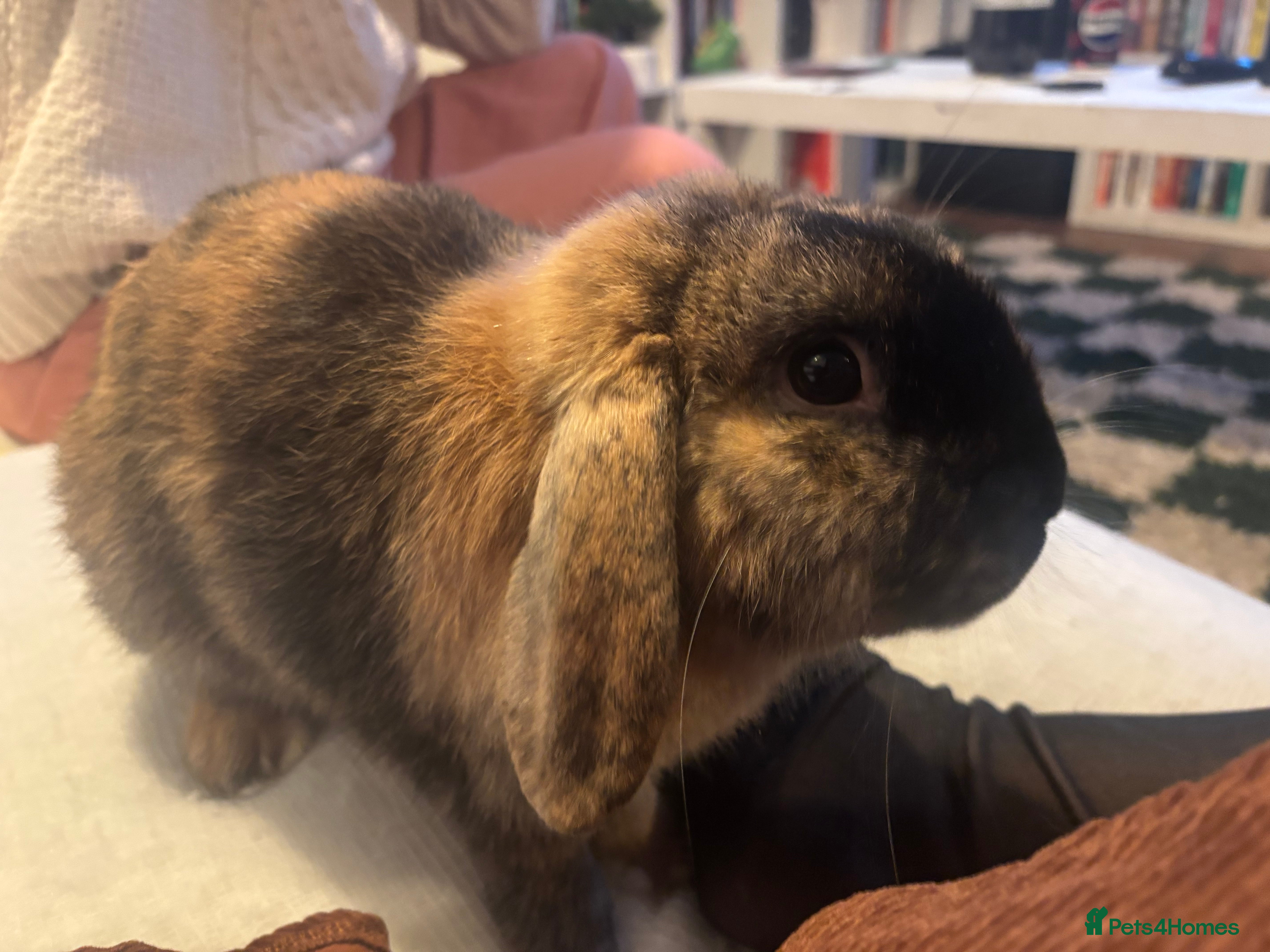Mixed Breed rabbits Lop bunny for sale - Advert 2