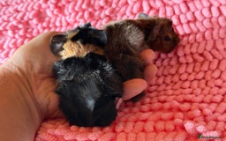 Guinea Pig rodents for sale: Abyssinian Boar Baby, black & tan band & rosettes - Image 5