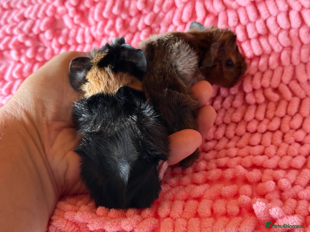Guinea Pig rodents for sale: Abyssinian Boar Baby, black & tan band & rosettes - Image 5