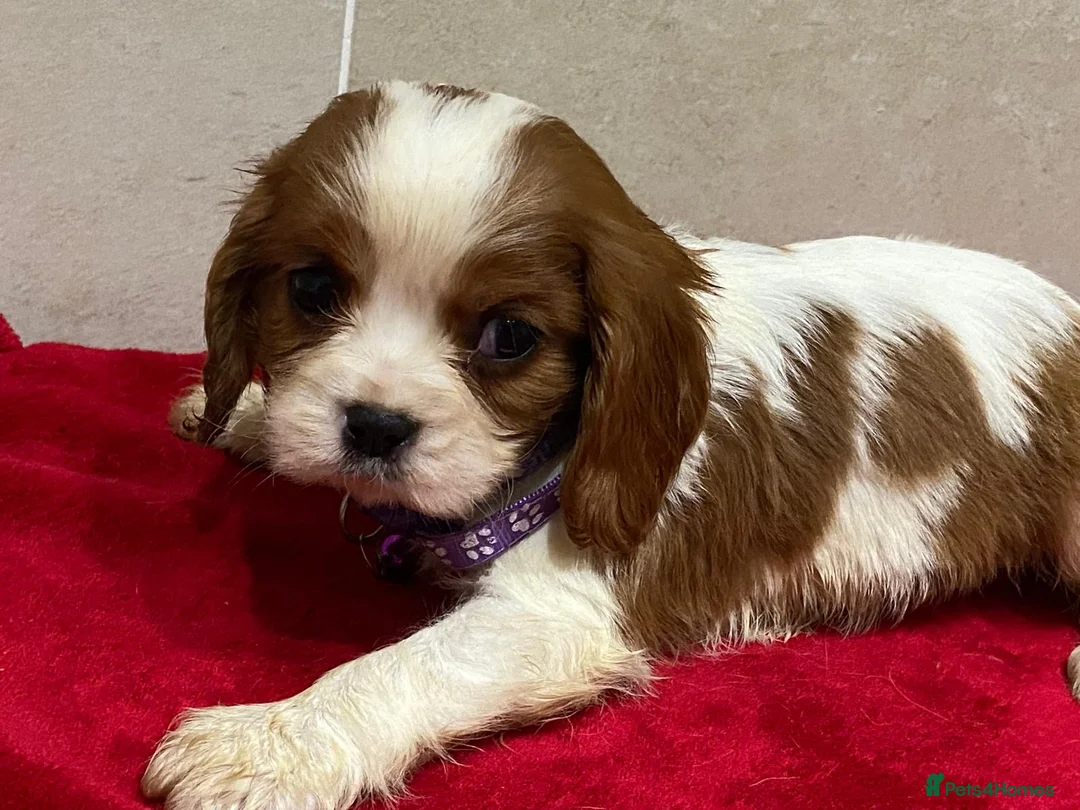 Cavalier King Charles Spaniel dogs for sale: Pedigree Cavalier King Charles puppies - Advert 3