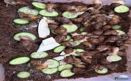 Snails invertebrates for sale: African giant land snails babies - Image 2