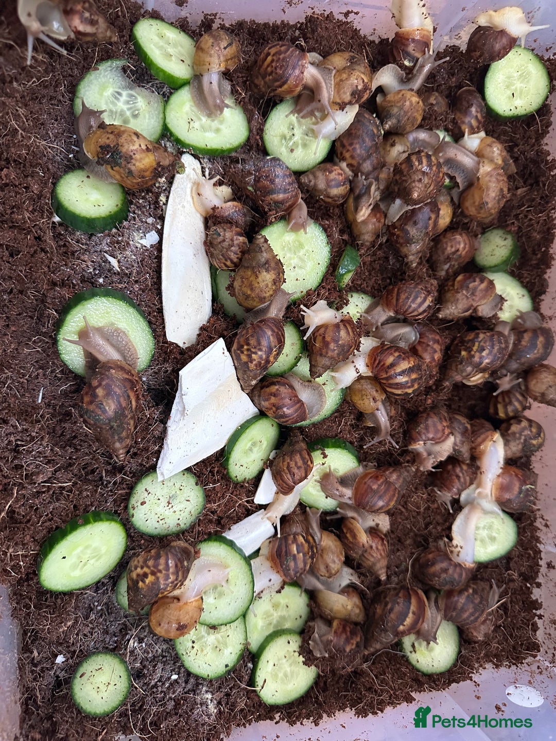 Snails invertebrates for sale: African giant land snails babies - Image 2