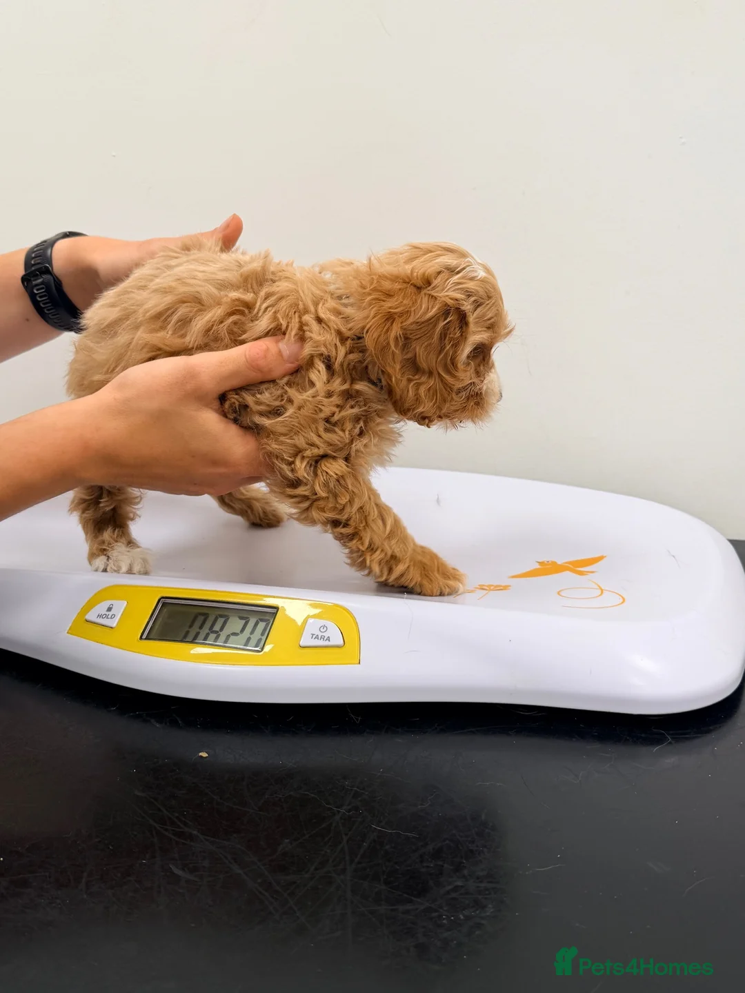 Cavapoo dogs for sale: Exceptional F1 Toy Cavapoos-Health Tested Parents - Advert 35