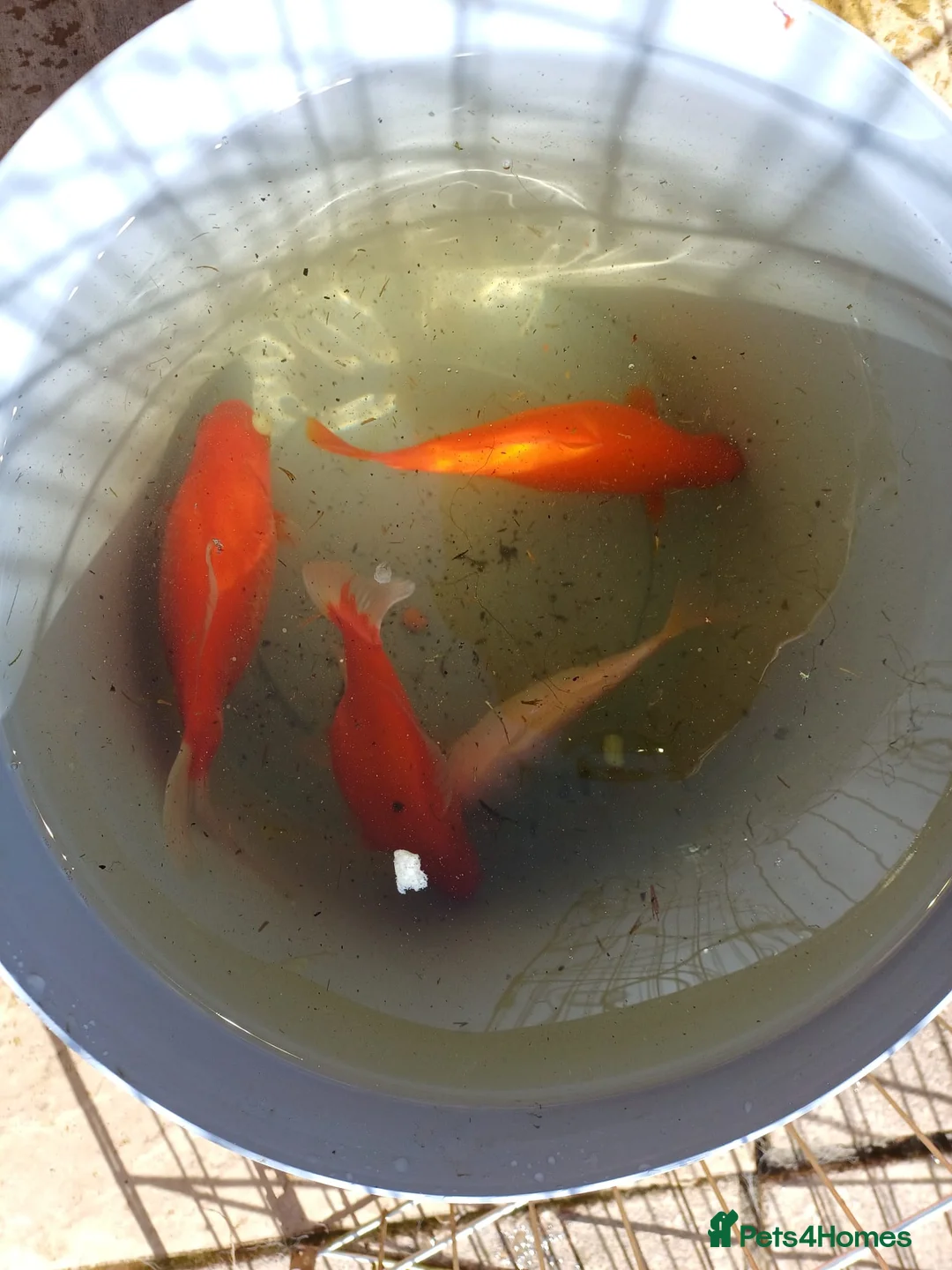 Goldfish fish for sale: Goldfish - Advert 1