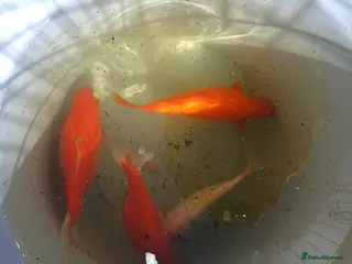 Goldfish fish Goldfish - Advert 1