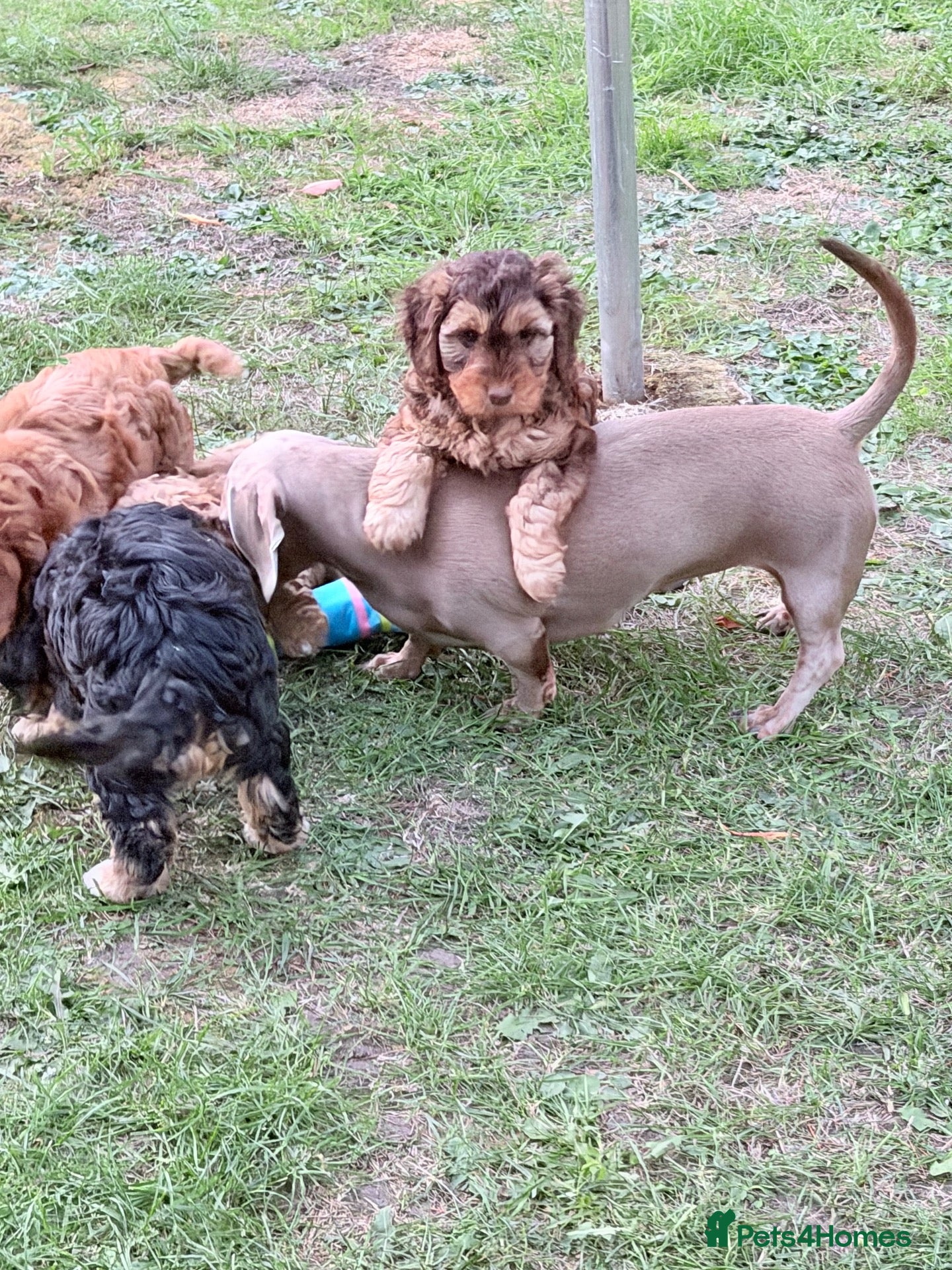Cockapoo dogs F3 cockerpoos - Advert 1