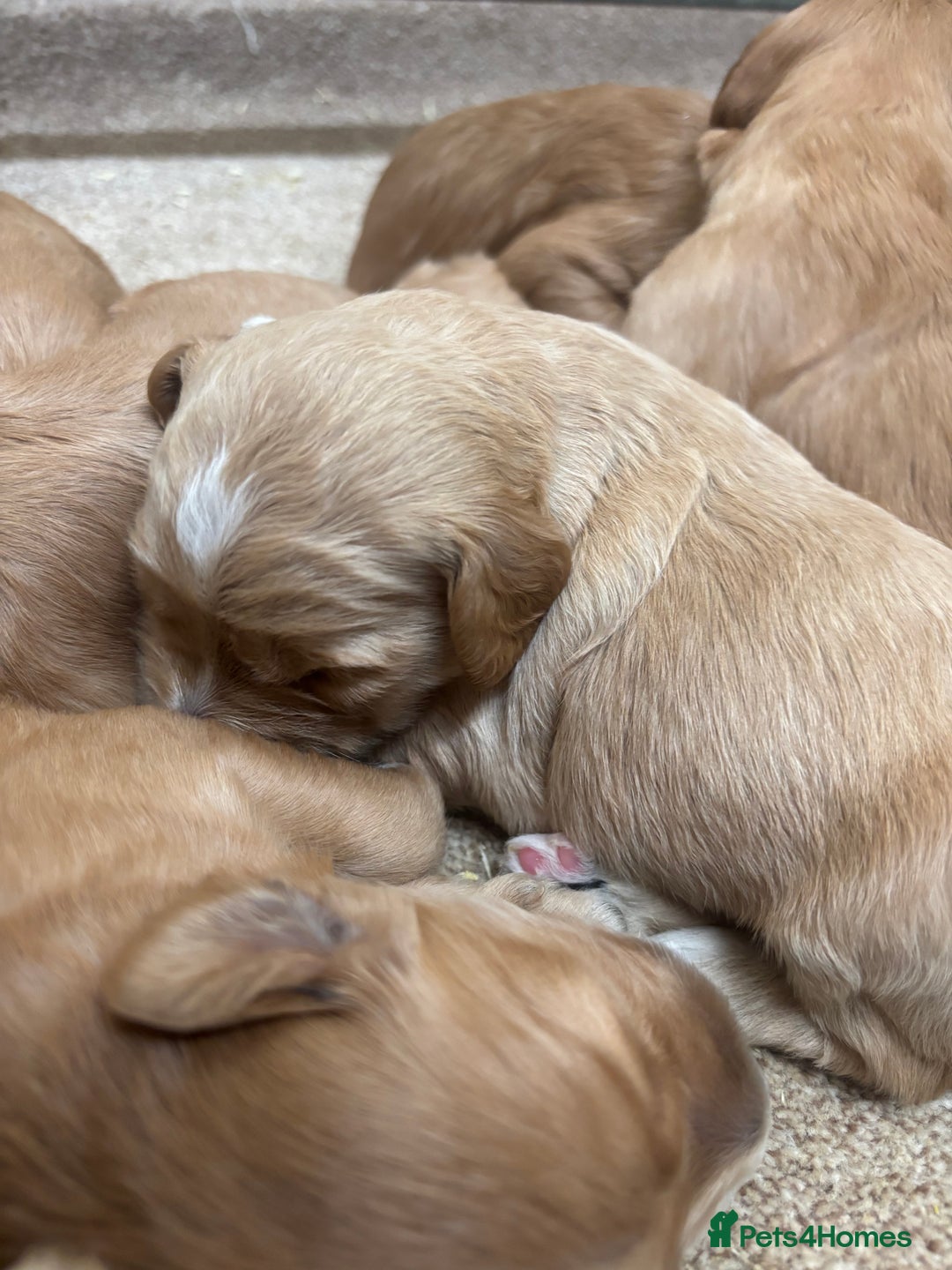 Goldendoodle dogs for sale: F1 goldendoodle puppies. - Image 1