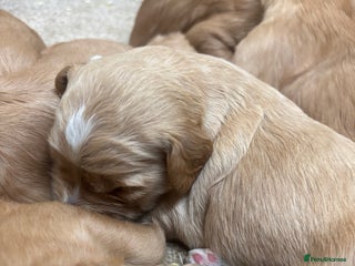 Goldendoodle dogs - Advert 2