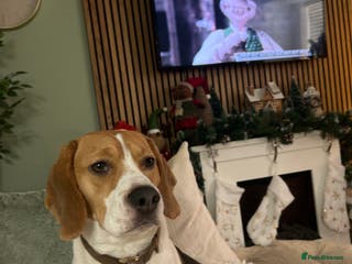 Beagle dogs 2 year old male beagle - Advert 9