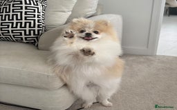 Pomeranian dogs for sale: Orange **d Pom - Image 3