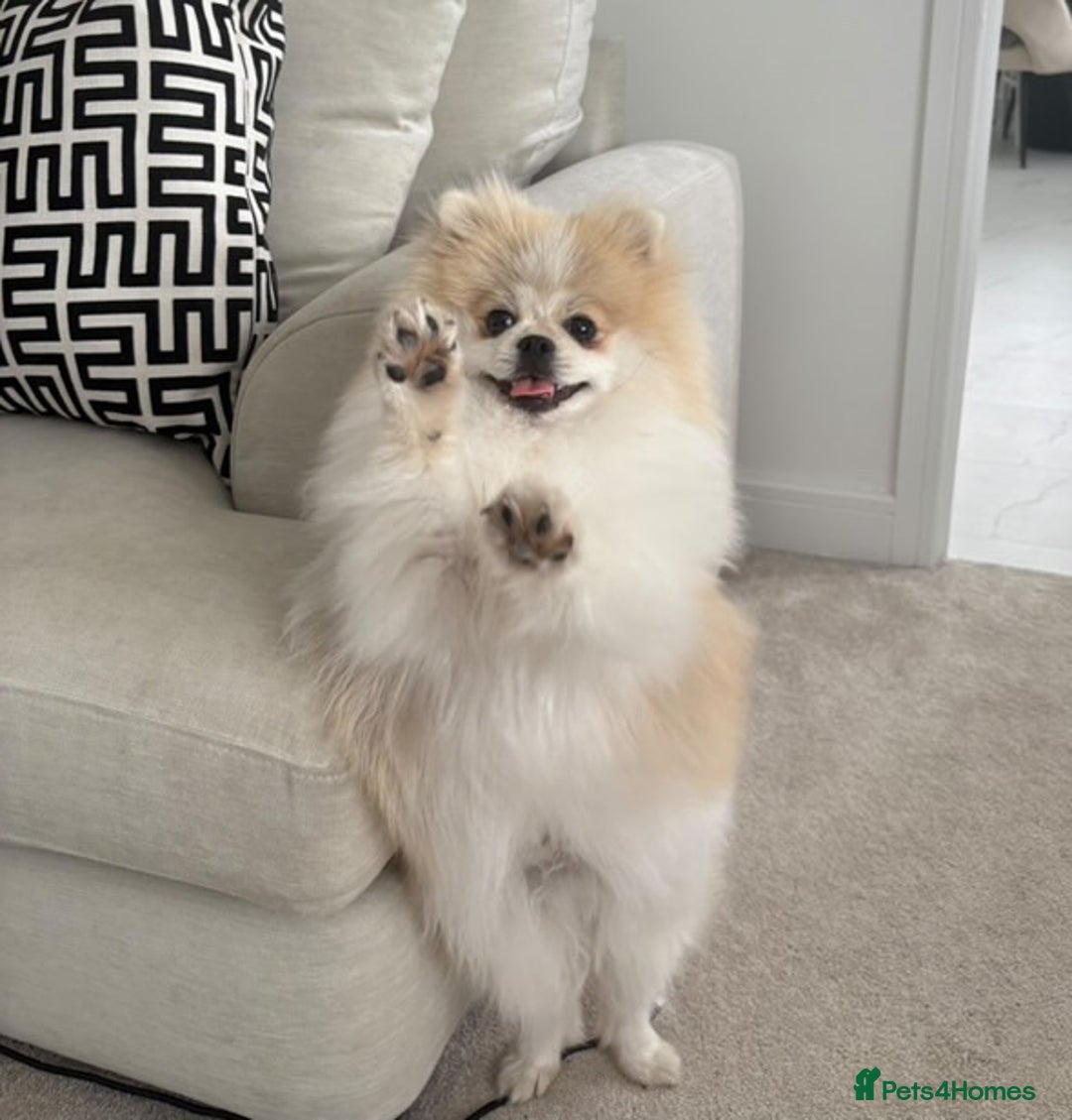 Pomeranian dogs for sale: Orange **d Pom - Image 3