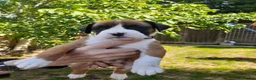 Boxer dogs for sale: Beautiful boxer pups for sale - Advert 17