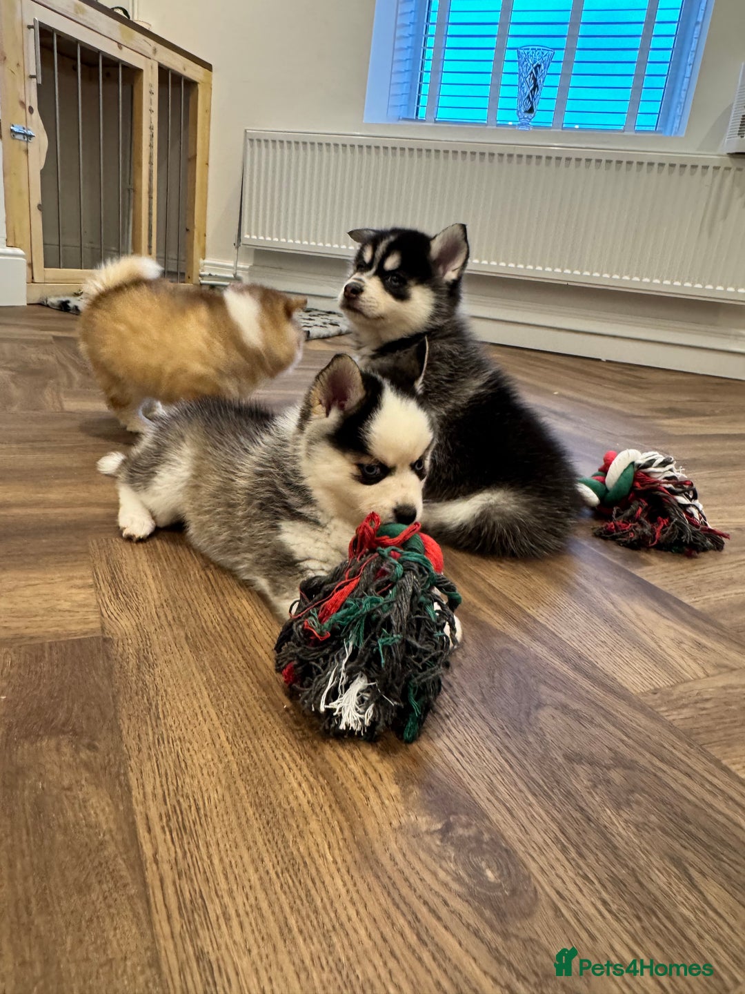 Pomsky dogs for sale: Lilac sired F2 masked Pomsky blue eyes  - Advert 3