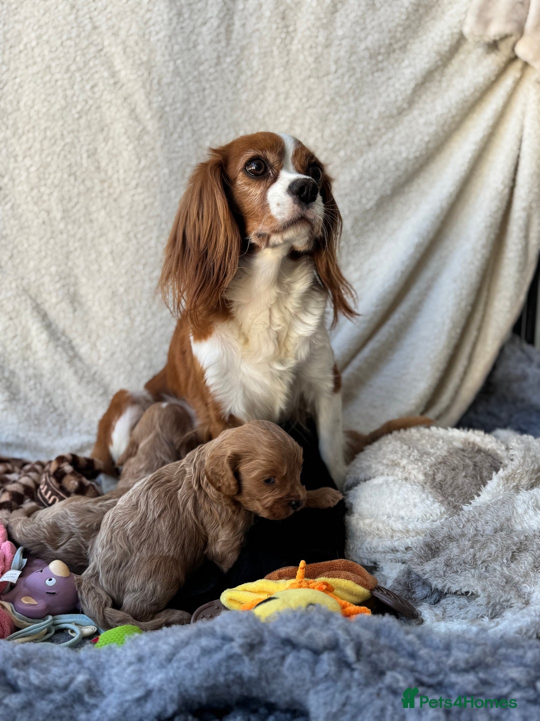 Cavapoo dogs for sale: Quality bred Cavapoo F1 - Image 1