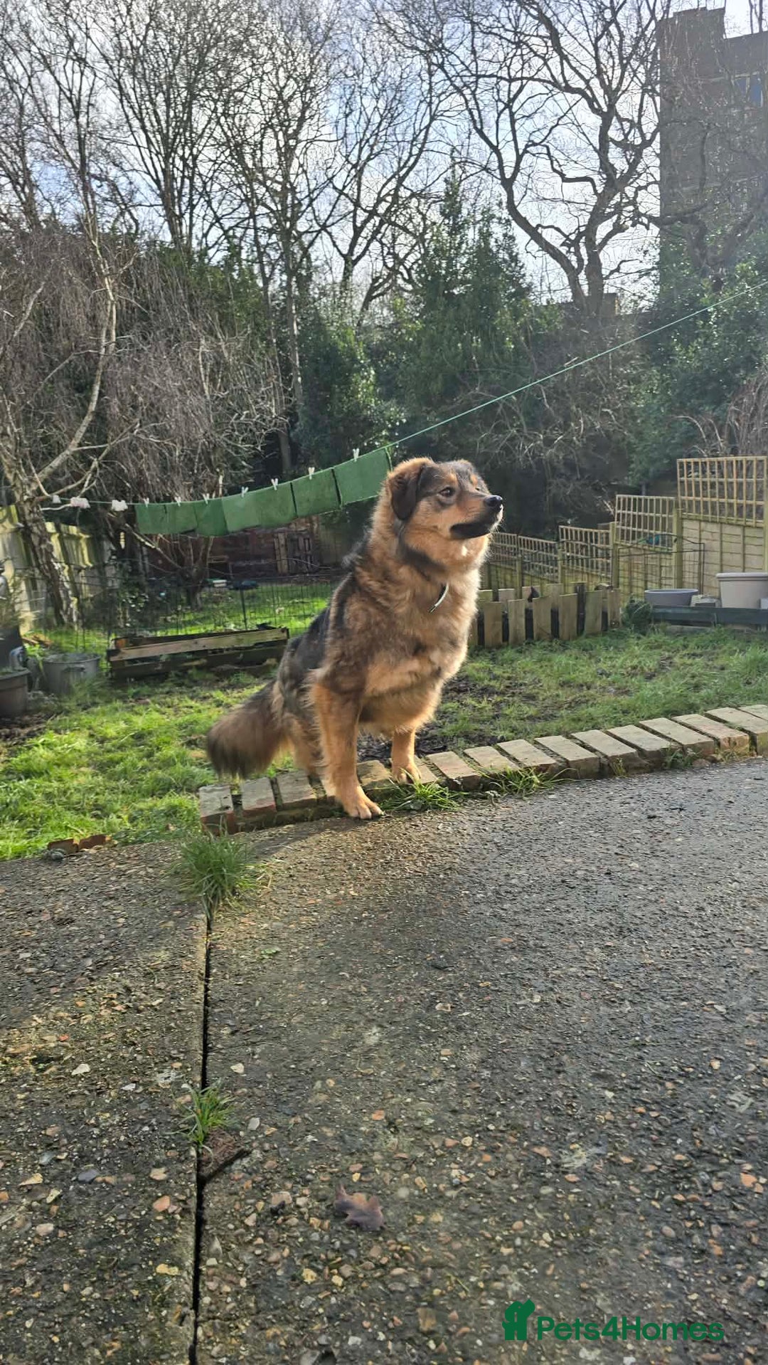 Mixed Breed dogs for adoption: Twinkle for adoption - Advert 7