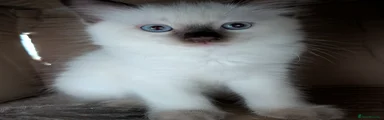 Ragdoll 2