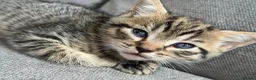 Mixed Breed cats for sale: 2 beautiful male kittens (Ready to leave 15/08) - Advert 15