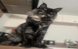 Maine Coon cats for sale: 1 year old Maine Coon Pair - Advert 6