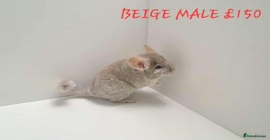 Chinchilla rodents - Advert 2