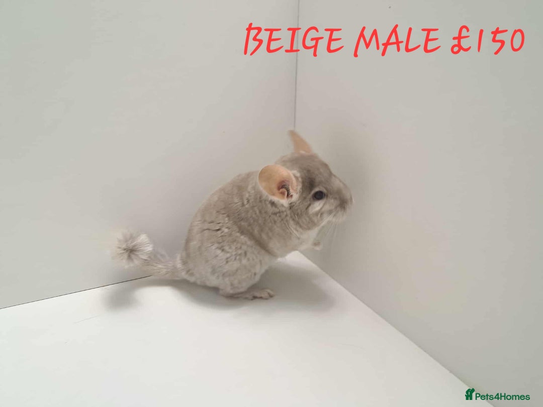 Chinchilla rodents for sale: STUNNING BABIES CHINCHILLA MIX COLOURS AND GENDER  - Image 11