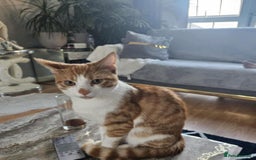 British Shorthair cats for sale: Ginger tabby cat - Image 5