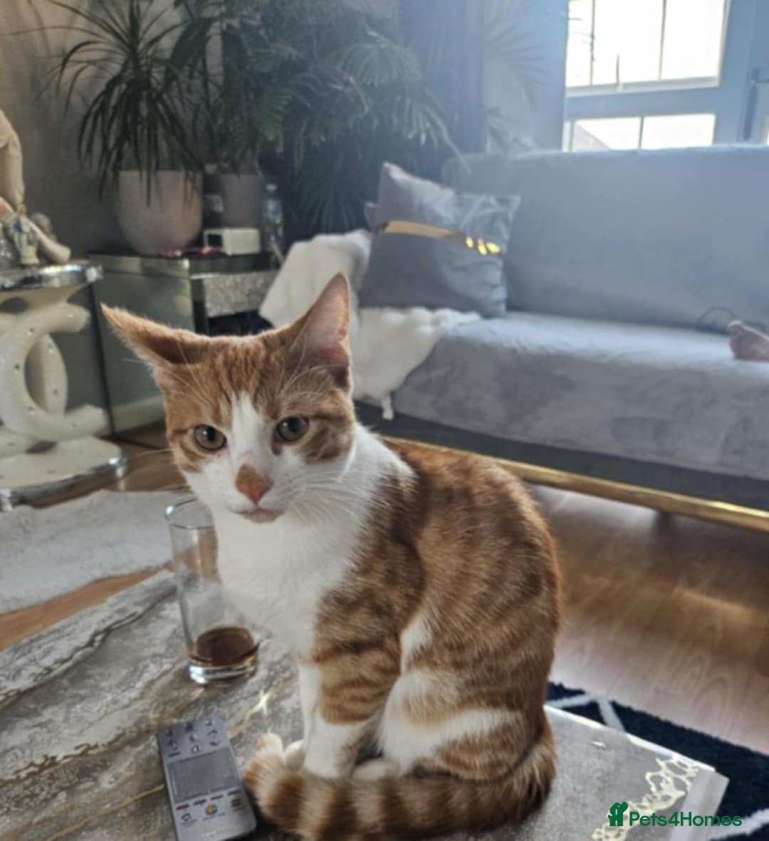 British Shorthair cats for sale: Ginger tabby cat - Image 5