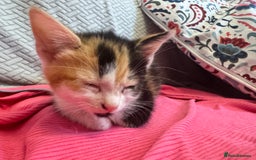 Mixed Breed cats for sale: 2 and half month old kittens for adoption! - Image 1
