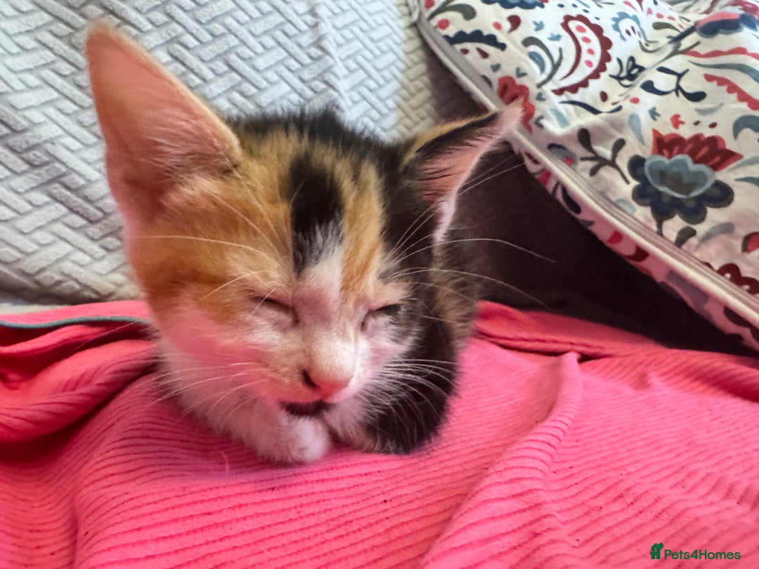 Mixed Breed cats for sale: 2 and half month old kittens for adoption! - Image 1