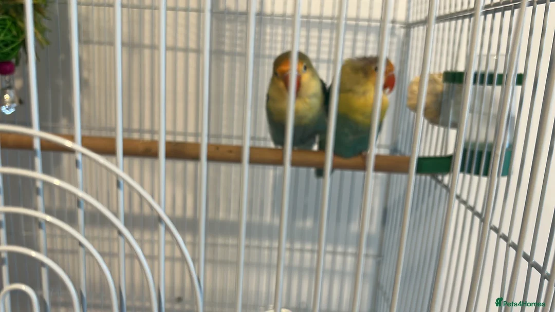 Lovebirds birds for sale: pair love birds with cage - Advert 2
