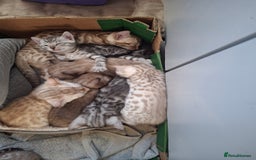 Bengal cats for sale: Beautiful bengal kittens  - Image 13