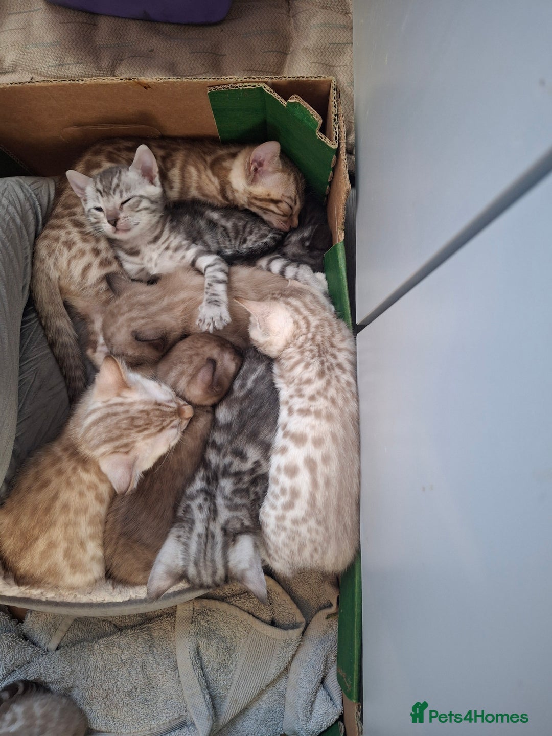 Bengal cats for sale: Beautiful bengal kittens  - Image 13