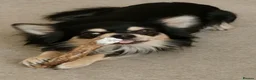 Chihuahua dogs for stud: Stud Chihuahua in Exmouth  - Advert 10