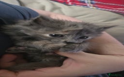 Nebelung cats for sale: Fluffy Nebelung mixed kittens for sale, last one - Advert 4
