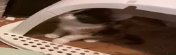 Mixed Breed cats for sale: Looking to become a member of your family in Dagenham - Advert 4