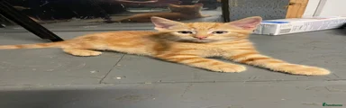Full orange boy 