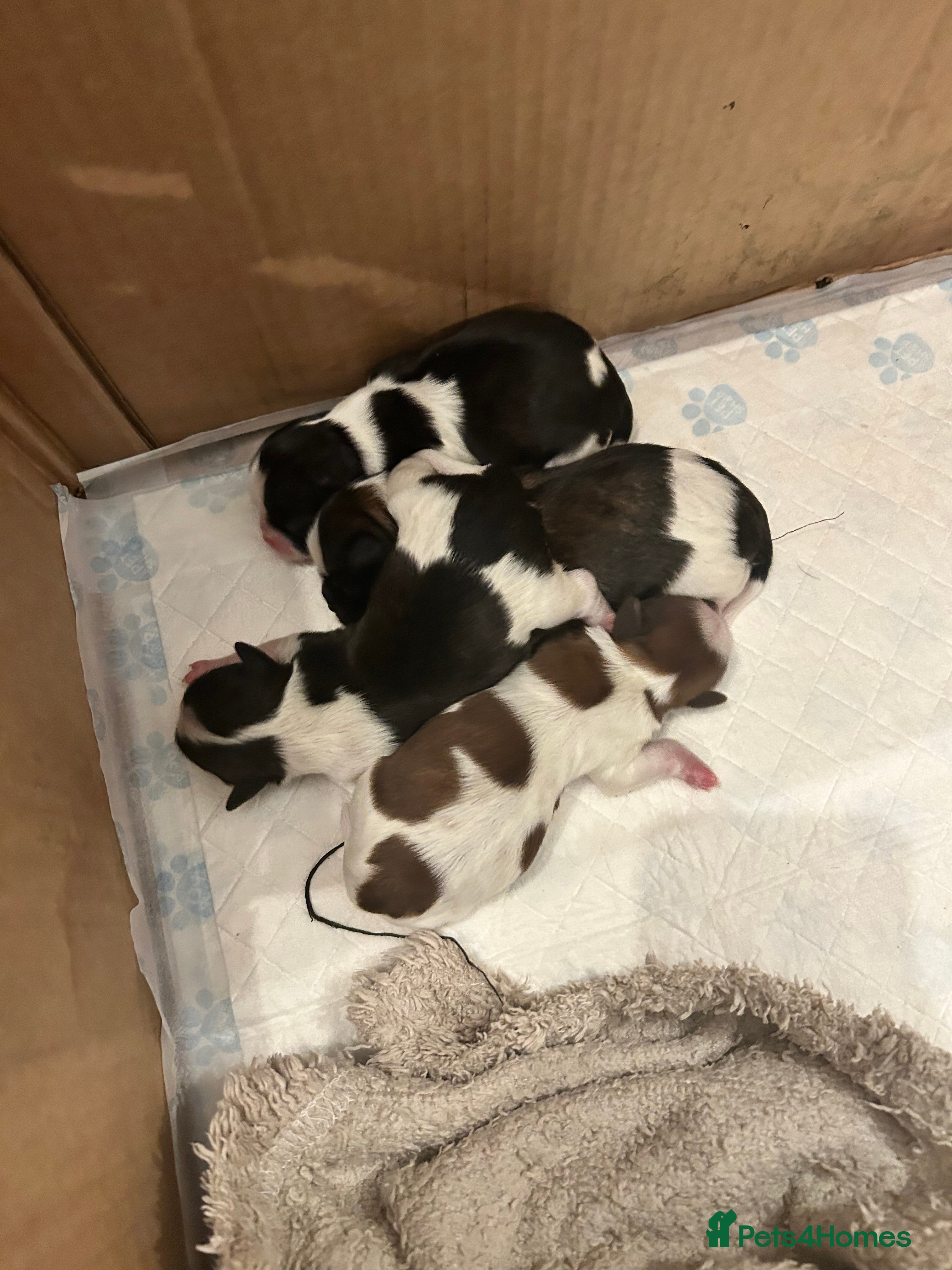 Mixed Breed dogs 4 beautiful shihapso puppies female - Advert 1