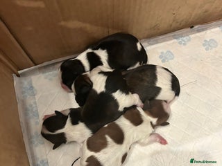 Mixed Breed dogs 4 beautiful shihapso puppies female - Advert 2